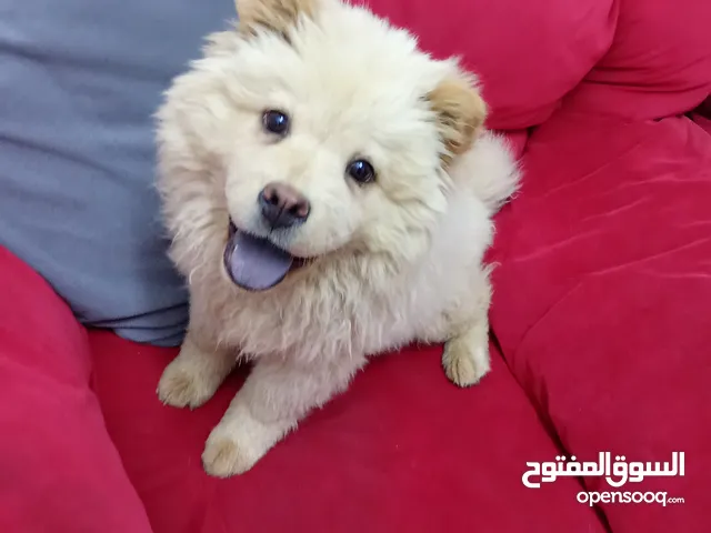 تشاو تشاو بيور جراوا اناث للبيع