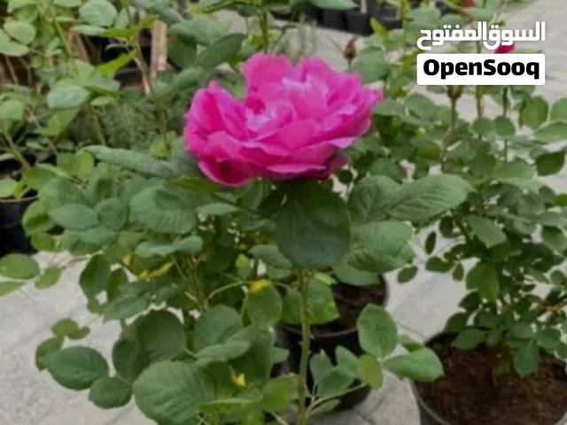 شتلات ( نباتات ) زراعية للبيع