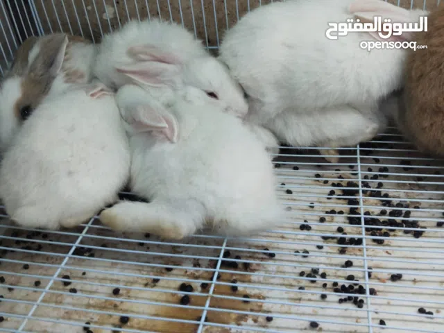 البيع أرنب هولندي