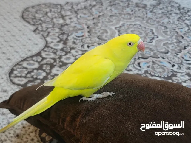 ببغاء درة لون أصفر (نثية) أليفة جدآ وجاهزة للتزاوج العمر أكثر من سنتين