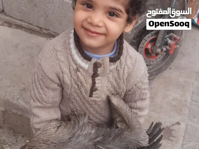 ذبح الذبائح جزارة ذبح وصلخ وتقطيع الخراف والماعز والأبقار والجاموس والابل والنعام