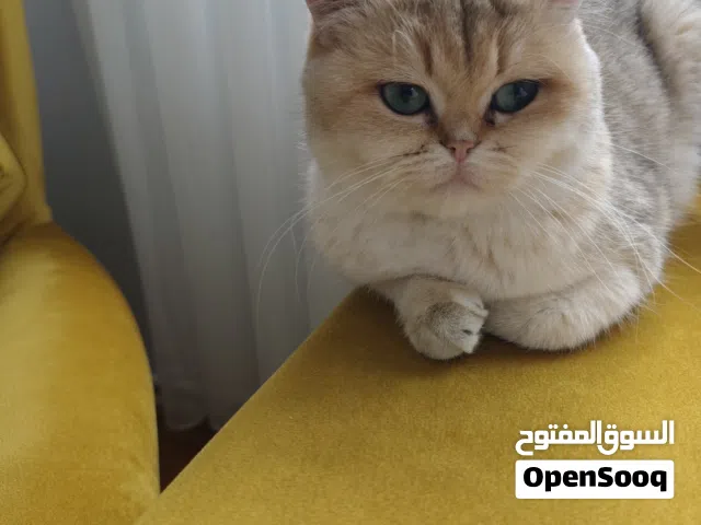 قطة بريتيش للبيع عاجل بسبب السفر