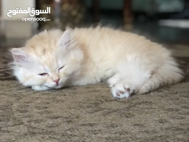 قط شيرازي مع همالايا