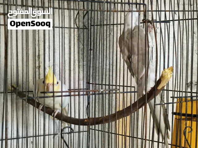توفر طير كوكتيل إنكليزي فحل مع نثيه شكري باب أول طيور شرط الإنتاج وطيور حلوات.