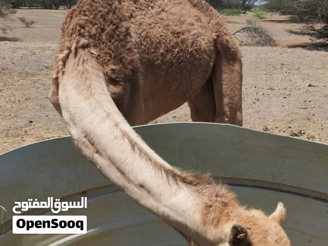 سلام عليكم ورحمة الله جعود للبيع نظيف