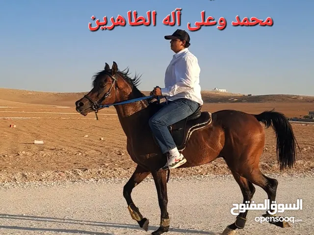 حصان مهر عربي مسجل ابن ابطال نخب اول بصلاه ع النبي صلى الله عليه وآله وسلم وبارك للبيع
