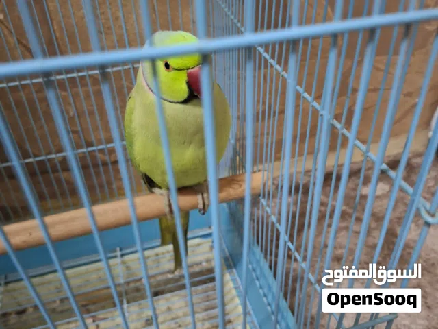 ببغاء درة اليف