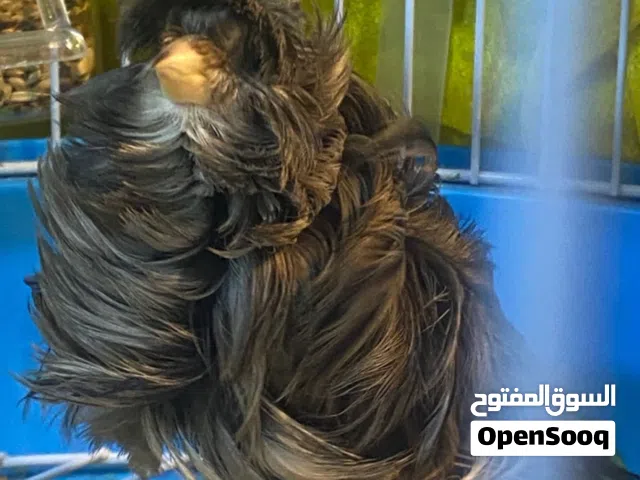 كناري مفتل فول ذكر