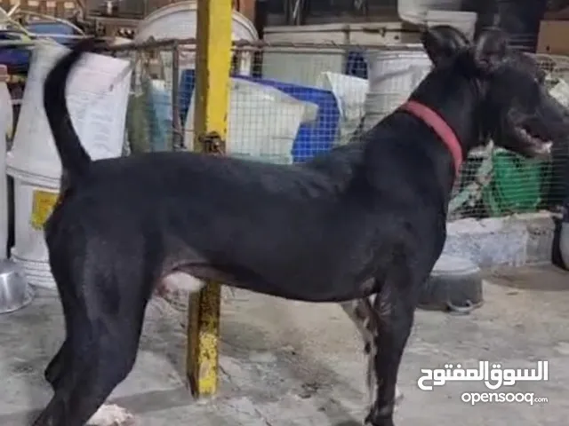 Pitbull dogs for sale