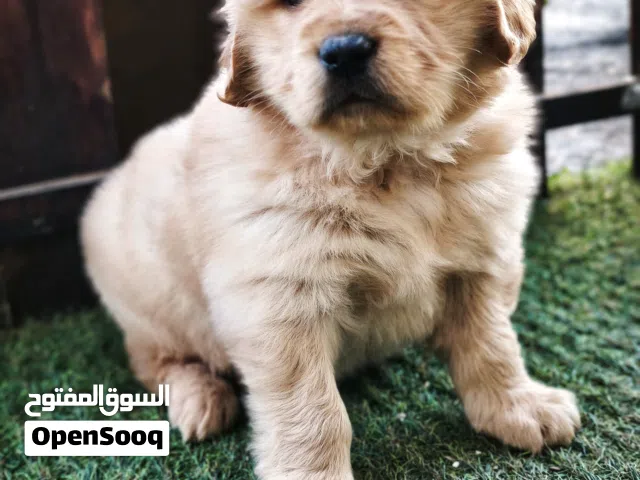 Golden Retriever puppys