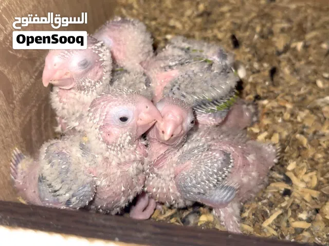 فراخ مولينا لدريساج : أناناس ريد فايس، أناناس سينامون، تركواز