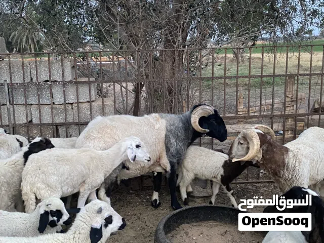 كبش سعي بسعر4500