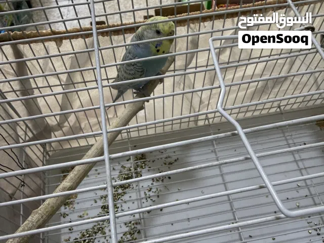 متاح انثى طيور الحب جاهزة