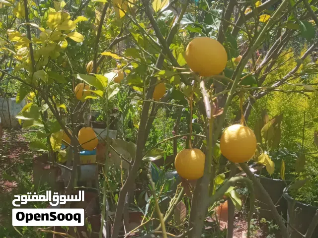 ليمون مكسيكي طول لغاية3م للبيع