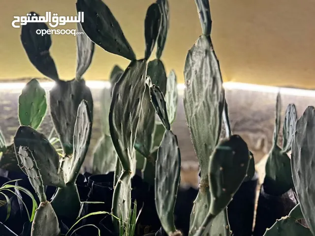 صبار متوفر كميه