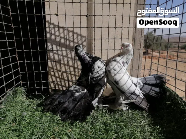 كوبيا روسي على دحي ماشاءالله تبارك الله لاقوة الا بالله