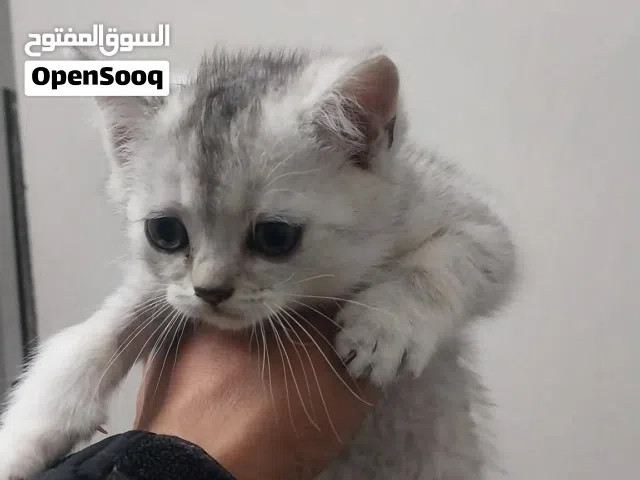 قط سكوتش فولد شهرين