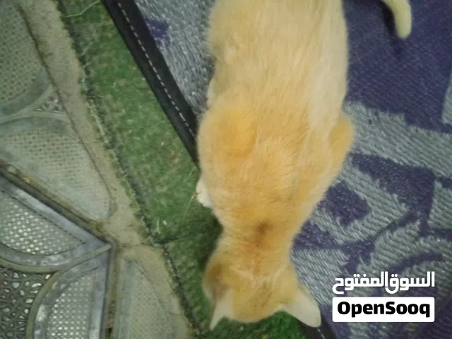 للبيع ثلاث سنانير شوف الوصف