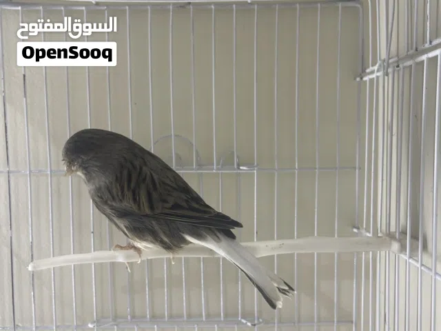 طيور كناري لون حجل جمعية شغالات كفالة