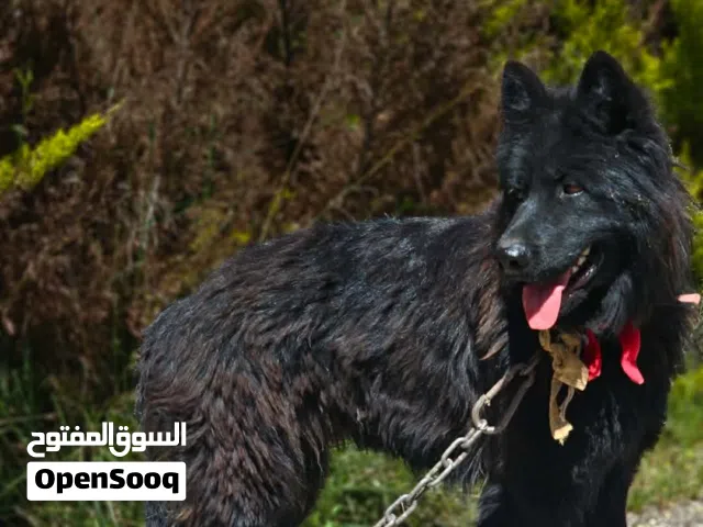 انثى جيرمن رويال بلاك مستوى عالمي