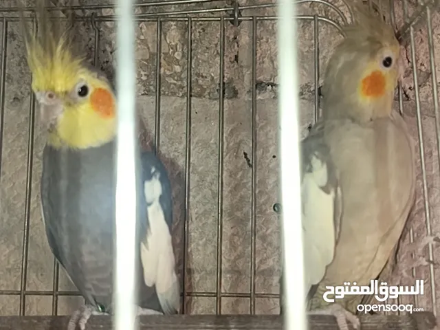جوز كوكتيل شغال