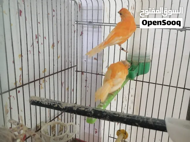 جوز كنار أول خيره البيع