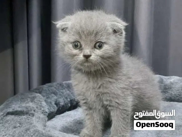 اجمل قطط سكوتش فولد بعمر شهرين