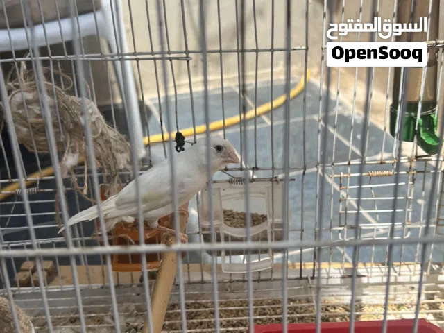 أنتي جاهزة الله يبارك