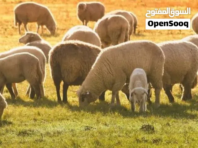 مطلوب اغنام تربية بسعر جملة