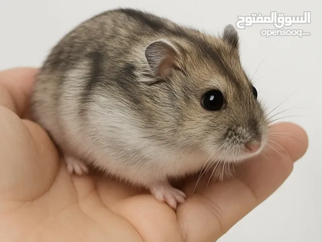 هامستر روسي - جميع الألوان متوفرة !!