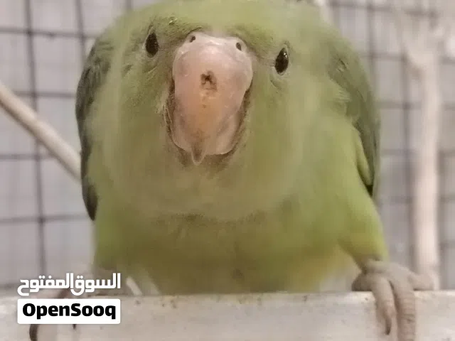 فرخ ببغاء دره فول الافه عمره 5 أشهر