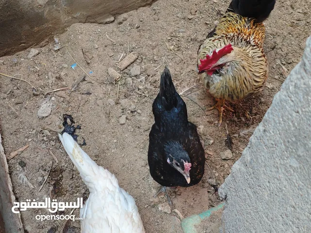 دجاج عرب مال بيت للبيع