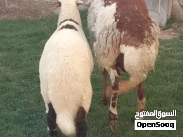 نعجه هجين تبارك الله السن اول جمع