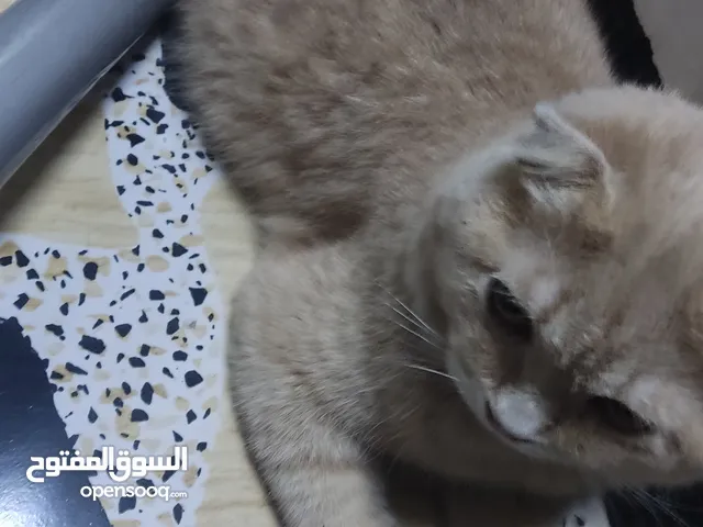 قط سكوتش فولد للبيع
