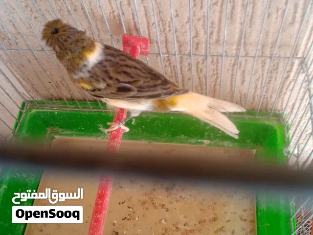 زوز دكور كناري تغريد ربي يبارك