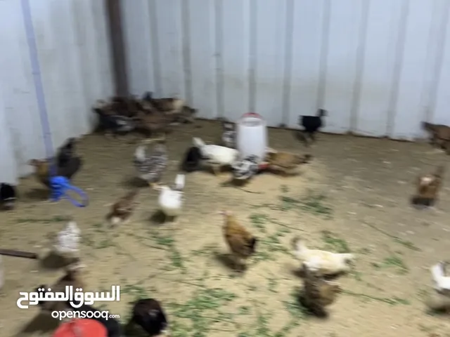 للبيع دجاج مشكل العمر شهرين