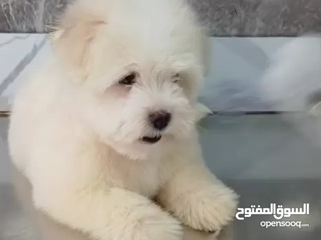 shitzu and maltese puppy's