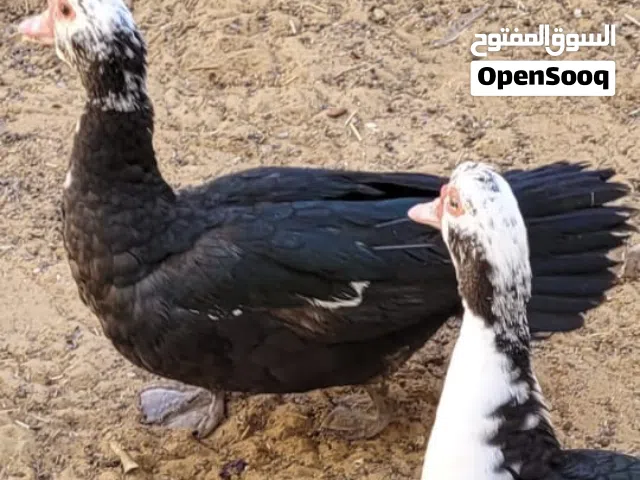بط للبيع بياضه