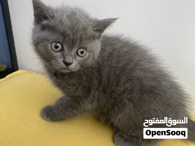 سكوتش ستريت عمرها شهرين