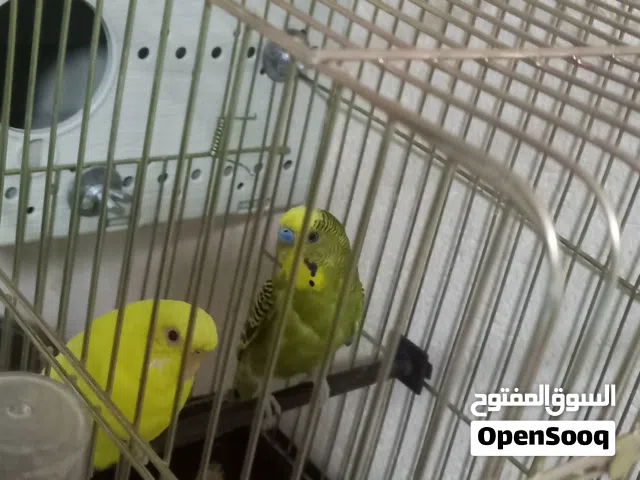 كوبية بقلينو للبيع