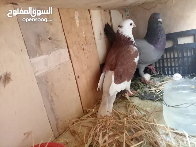 حمام كما بصوره 7 حبات طيور بصلاه على نبي شغاله جميعه الحبه بدينار ويوجد انواع زغليل بواز وكشمير