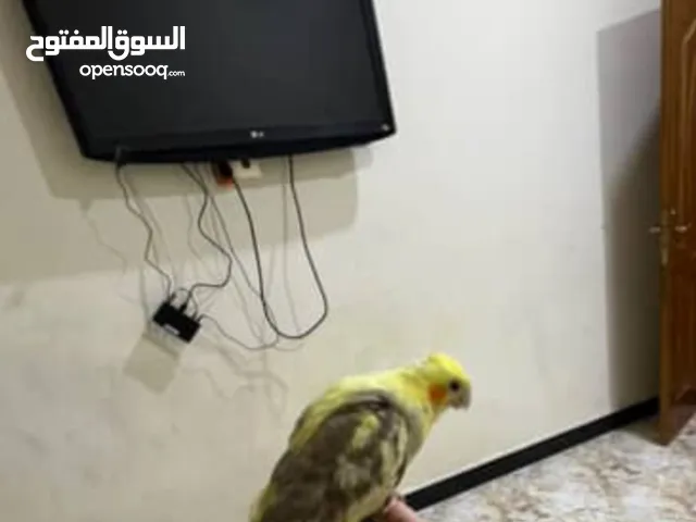 كوكتيل اليف