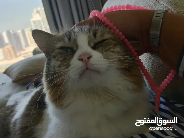 SIBERIAN CAT NAMED 'DIVA'