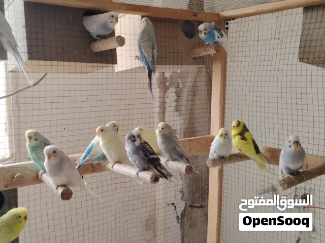 طيور حب للبيع