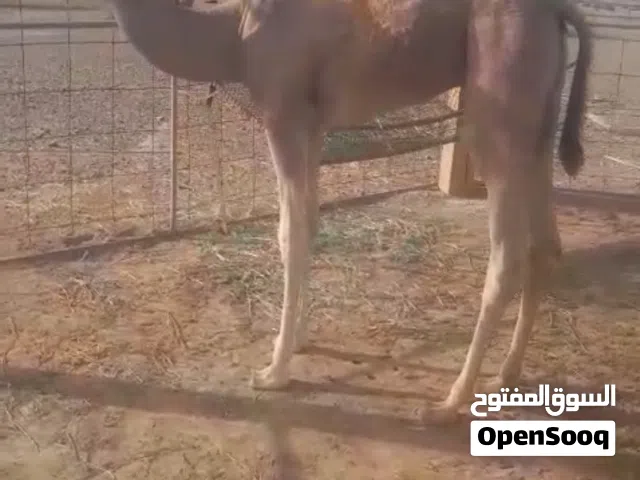 جعود حوار للبيع