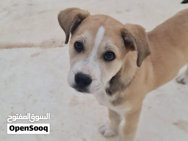 بيتبول مطعمه مرتين