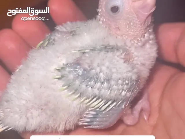 Bébé molina moon cheek