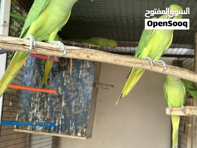 فروخ بغبغاء