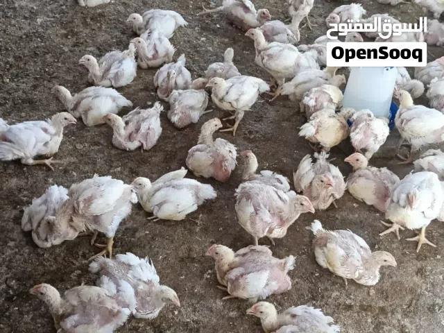 دواجن للبيع لدواعي السفر