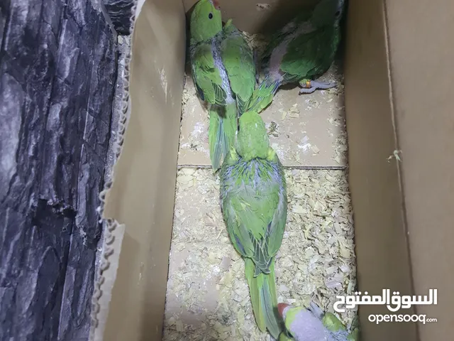 فراخ دره عمر شهر ونص